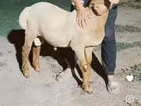 Cừu đực, Arashan sheep — ảnh 1