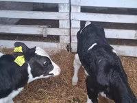 Dibi, Russian Black pied cattle — sawirka 2
