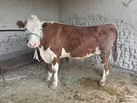 گاو نر, Simmental cattle — عکس 2