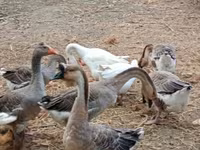 Geese — Foto 5