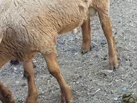 Vædder, Rhon sheep — foto 2