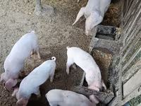 Porci (lot, sex nespecificat), Porci — foto 3