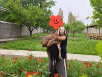 Beran, Arashan sheep — foto 4