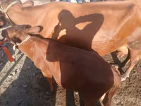 گاو ماده, گاو — عکس 8