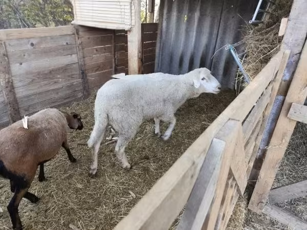 قوچ, Cameroon sheep