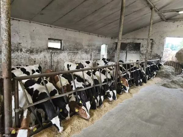 گاو نر, Russian Black pied cattle