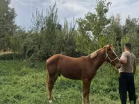 Aygır, Atlar — foto 2