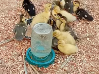Ducks — fotografija 5
