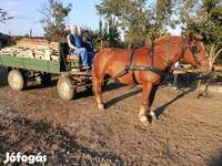 Stute, Hungarian horse breed — Foto 7