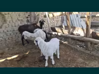 میش, گوسفند — عکس 3