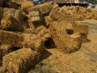 Продам солому овса . — foto 2