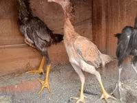 Chickens — รูปภาพ 4