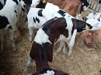 Dibi, Cattle — sawirka 7