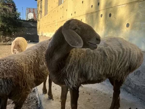 میش, Arashan sheep