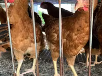 Chickens — تصویر 6