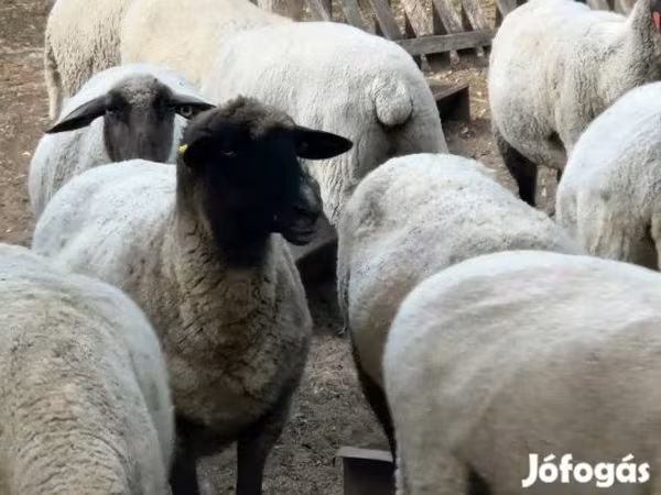 Pecora, Tsigai sheep