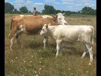Sapi, Ayrshire — foto 4