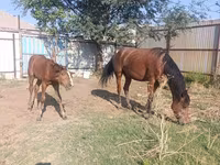 Էգ ձի, Thoroughbred horse — լուսանկար 8