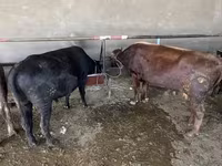 Byk, Bydło — zdjęcie 3