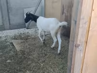 Коза, Nubian Goat — фото 6