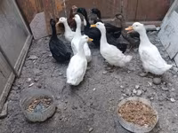 Ducks — fotografija 1