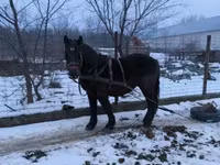Koń, Hungarian horse breed — zdjęcie 3