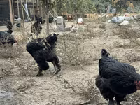 Chickens — รูปภาพ 1