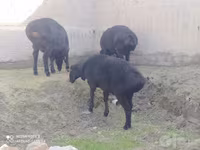 قوچ, Hissar sheep — عکس 1