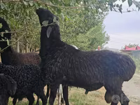 Kambing jantan, Sheep — foto 4