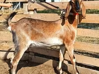 Chèvre, Nubian Goat — photo 5