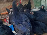 Chickens — عکس 4