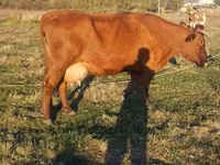 گاو ماده, Simmental cattle — عکس 5