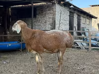 Ovan, Baerchuke sheep — fotografija 7