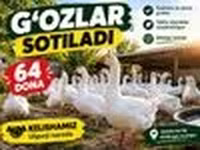 Geese — फ़ोटो 5