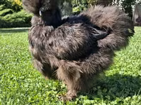 سیلکی — عکس 1