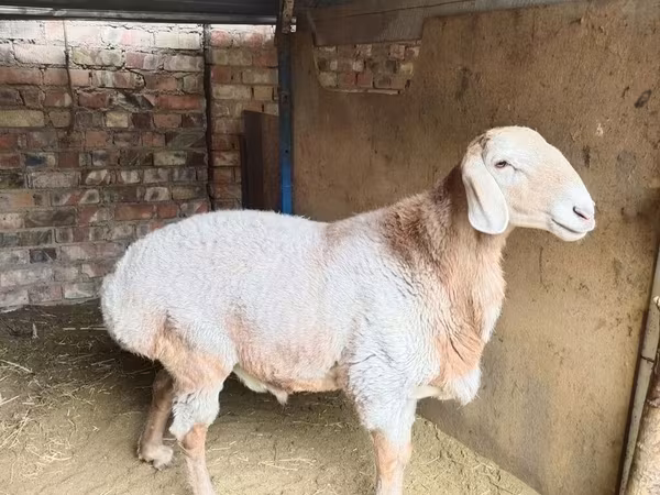 Хуц, Arashan sheep