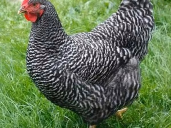 Rhode Island Red