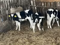 Бик, Russian Black pied cattle — фото 7
