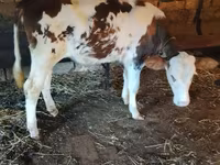 Lembu betina, Holstein breed — foto 5