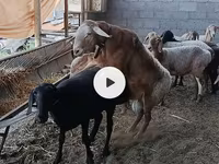 Ovce, Arashan sheep — foto 7