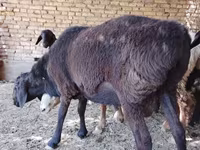 بز نر, بز — عکس 3