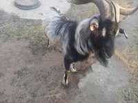ወንድ ፍየል, Goats — ፎቶ 2