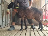 Widder, Arashan sheep — Foto 8