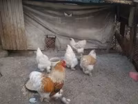 ብራህማ — ፎቶ 1