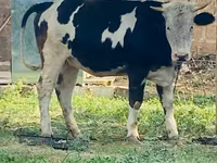 Үнээ, Simmental cattle — 4 зураг