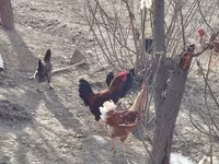 Turkeys — عکس 4