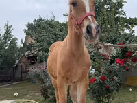 Cavallo, Cavalli — foto 7