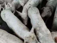 Schweine (Partie, Geschlecht nicht angegeben), Пьетрен — Foto 1