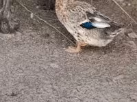 Ducks — foto 2