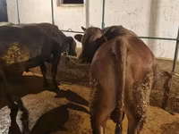सांड, मवेशी — फ़ोटो 4